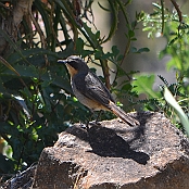 "Cape Robin-Chat" Cango Cave, South Africa